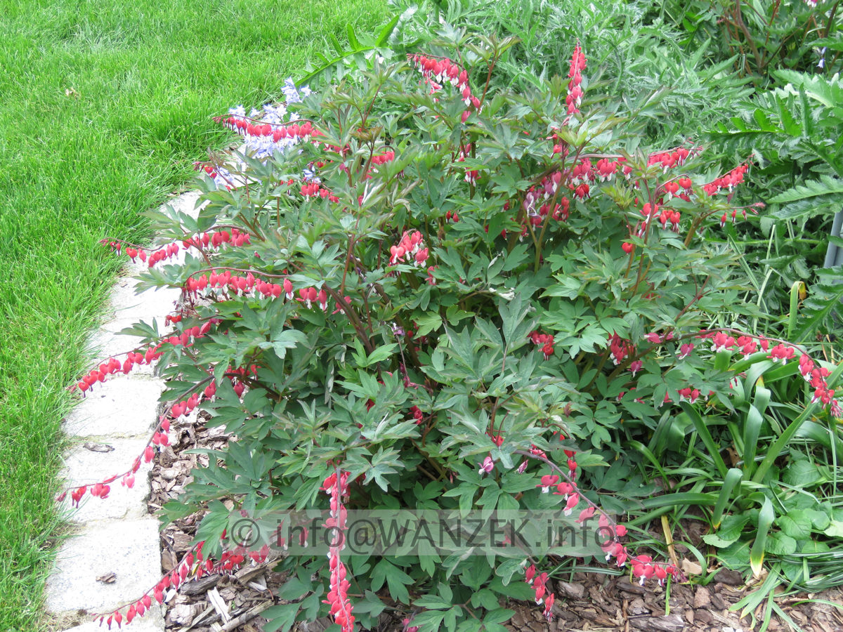 Dicentra spectabilis Valentine - Sol 04.JPG